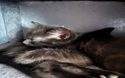 Mixed Breed cats for sale: Cuddle Puddle - Image 2
