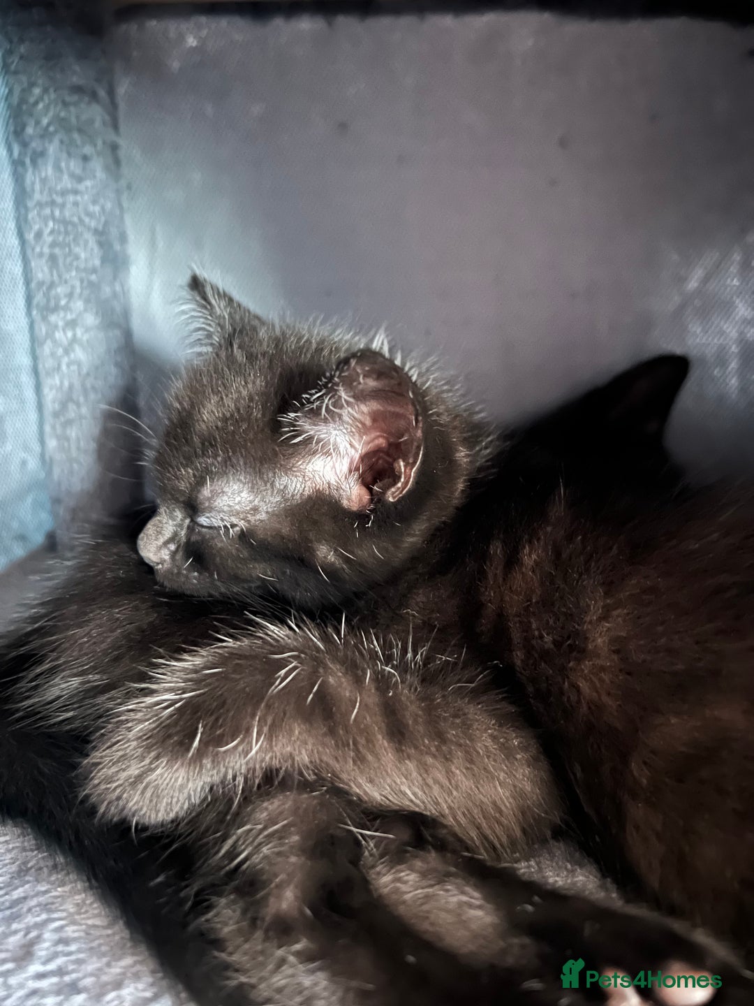 Mixed Breed cats for sale: Cuddle Puddle - Image 2