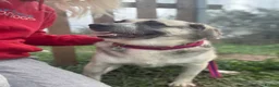 Mixed Breed dogs for adoption: Cindy - Norwich Norfolk  in Norwich - Advert 12