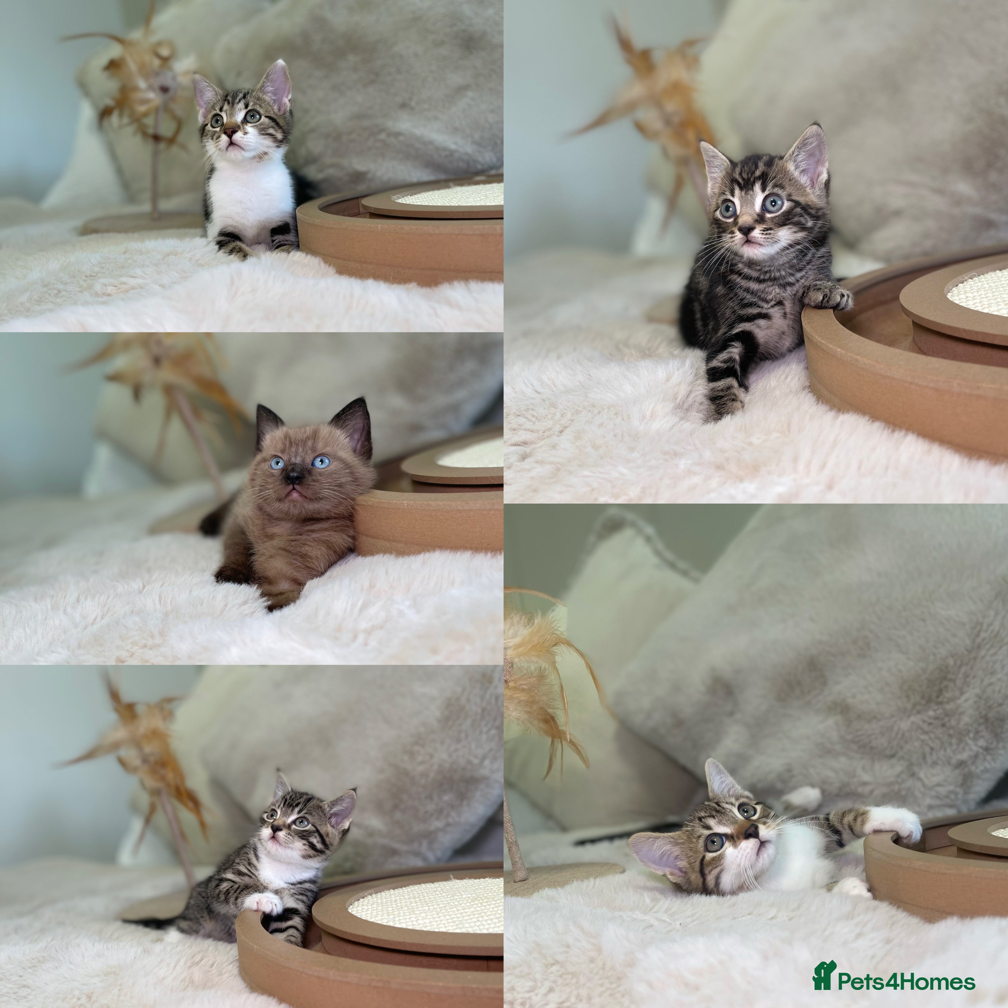 Mixed Breed cats Stunning kittens 8 weeks old ready now  - Advert 1