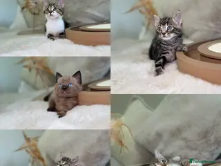 Mixed Breed cats Stunning kittens 8 weeks old ready now - Advert 1