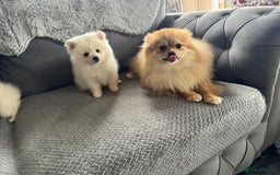 Pomeranian dogs for sale: Pomeranian puppies  - Image 6