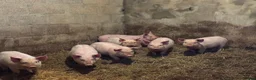 Pig livestock for sale: Pietrain cross Welsh weaners  - Advert 1