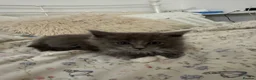 Ragcoon cats for sale: 🐾Seven Beautiful Radoll/Maincoon Kittens🐾 - Advert 12