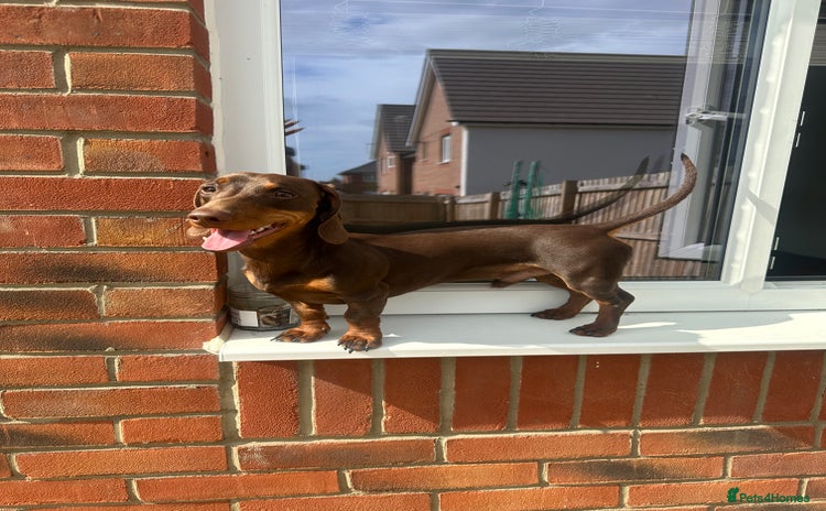 Miniature Dachshund dogs - Advert 14