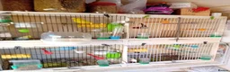Budgerigars birds for sale: Two pairs of budgies and cages - Advert 6