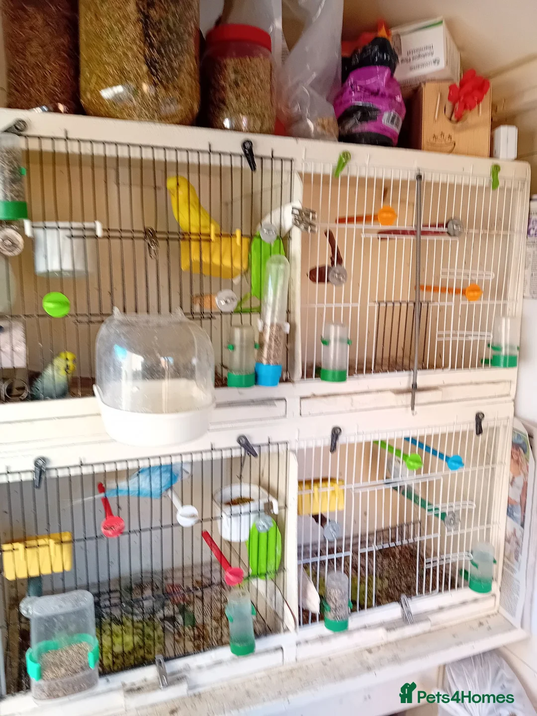 Budgerigars birds for sale: Two pairs of budgies and cages - Advert 6