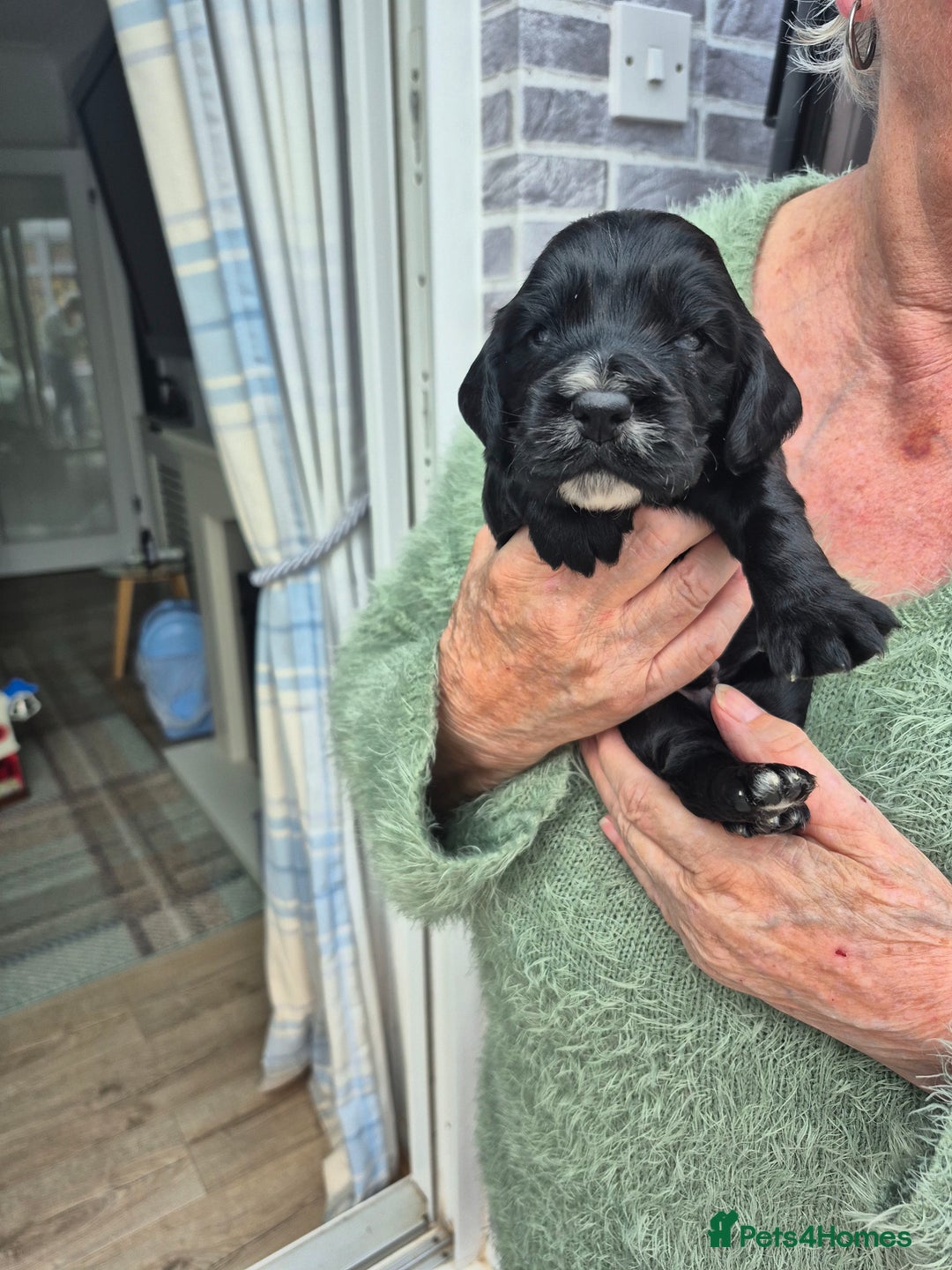 Cocker Spaniel dogs for sale: 5 gorgeous male working cocker spaniel puppies  - Image 4