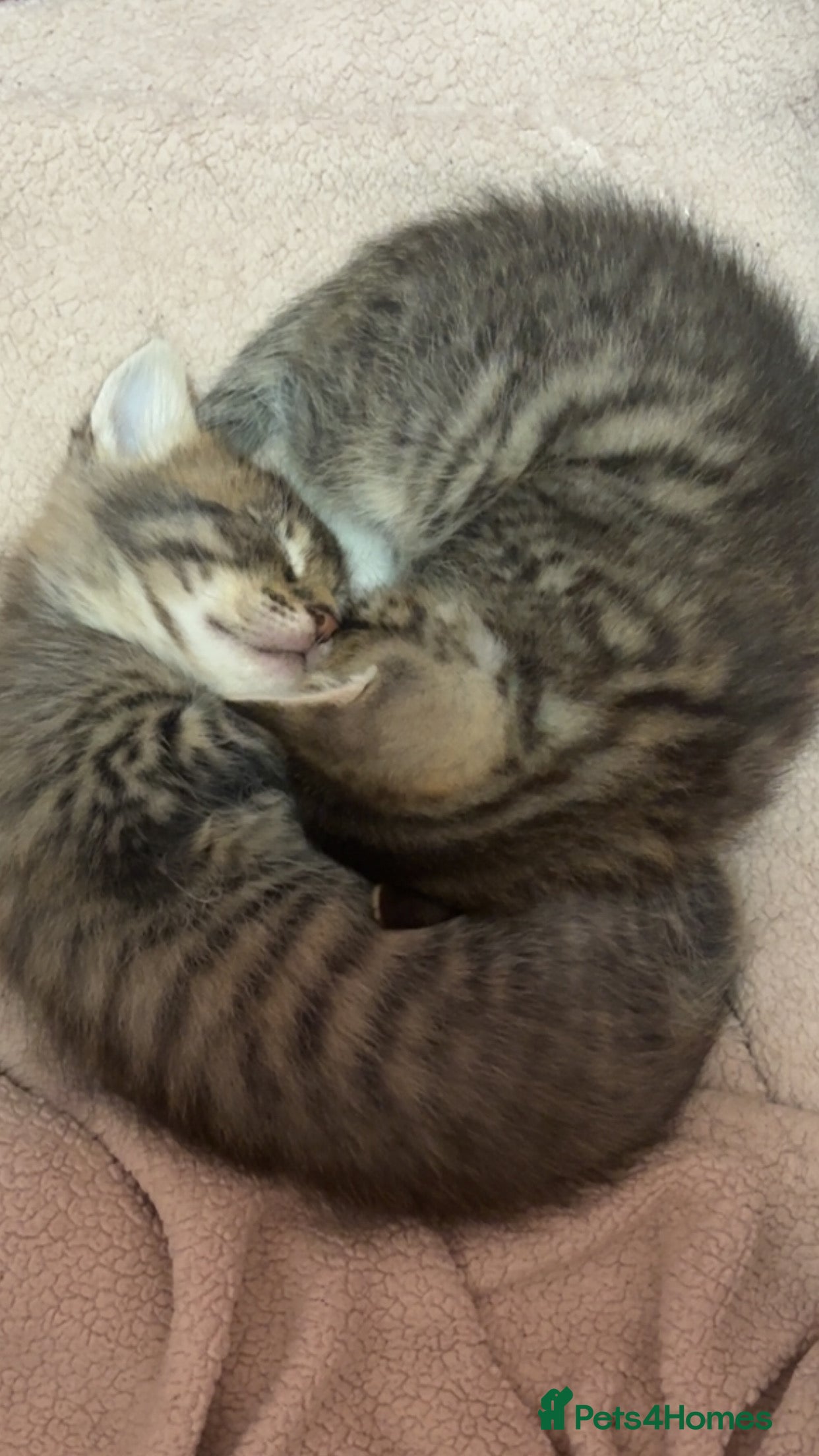 Bengal cats Bengal mix kittens - Advert 11