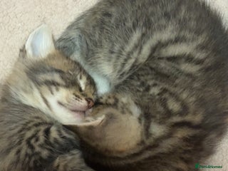 Bengal cats Bengal mix kittens - Advert 6