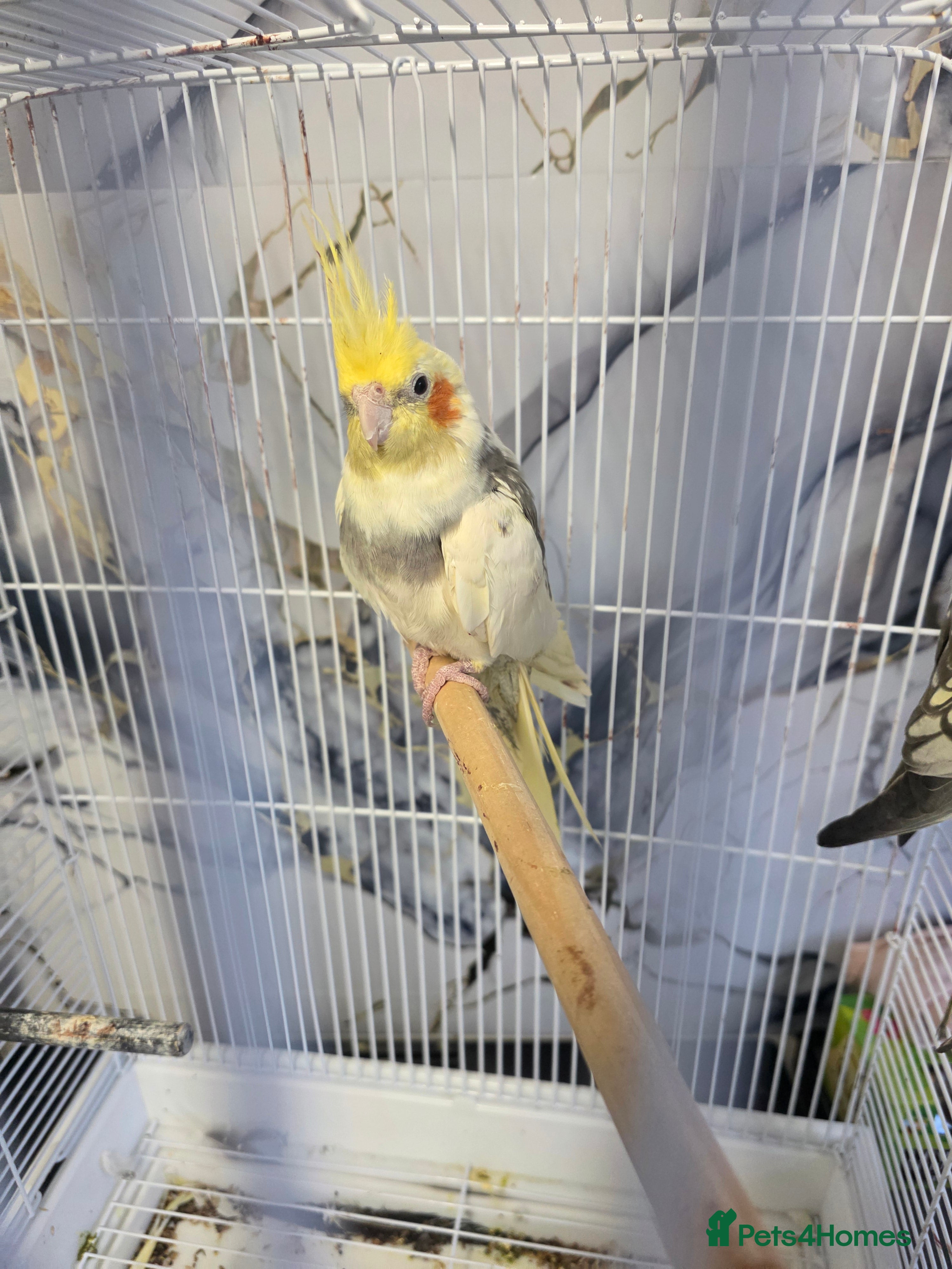 Cockatiels birds Cockatiels  - Advert 1