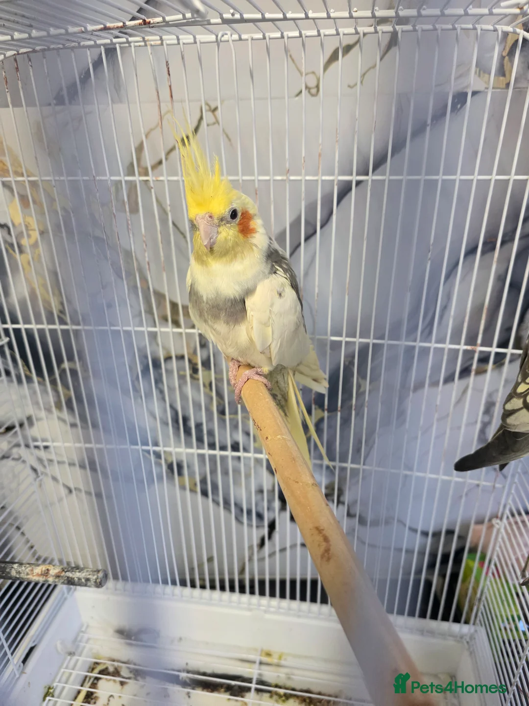 Cockatiels birds for sale: Cockatiels  - Advert 1