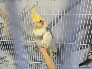 Cockatiels birds Cockatiels - Advert 1