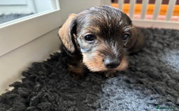 Miniature Dachshund dogs for sale: Miniature Wire-Haired Dachshund in Crediton - Image 2