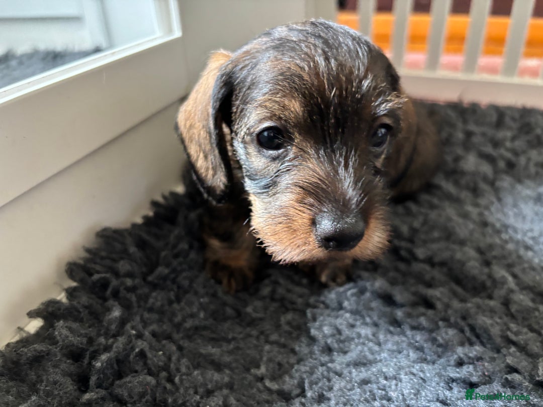 Miniature Dachshund dogs for sale: Miniature Wire-Haired Dachshund in Crediton - Image 2