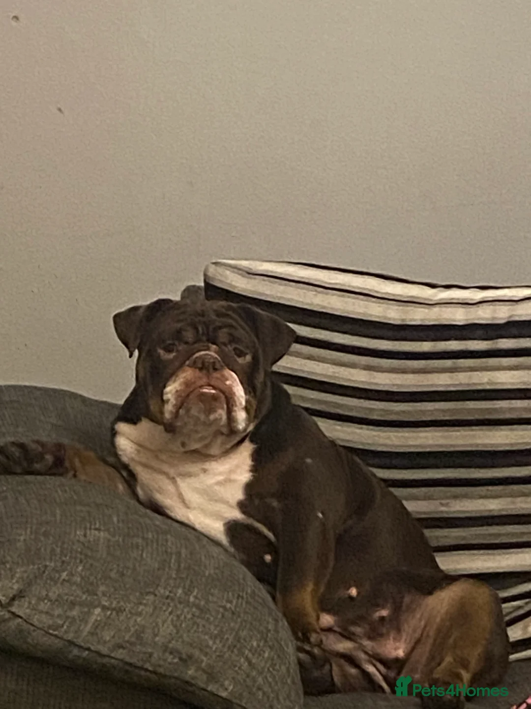 English Bulldog dogs for sale: 19 month old british bulldog female - Advert 9