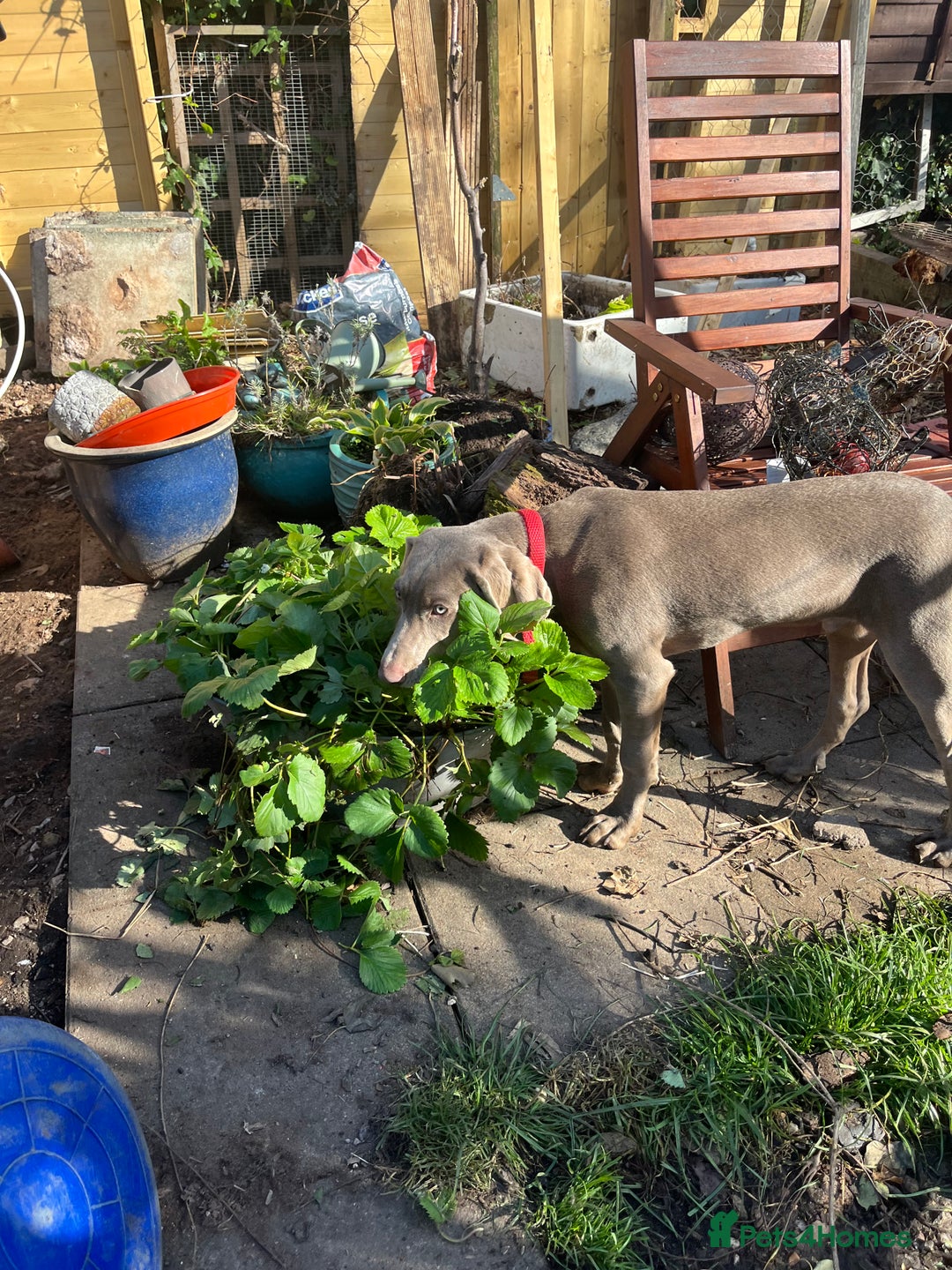 Mixed Breed dogs for sale: Ivar Weimaraner x sprocker - Image 6