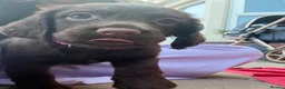 Sprocker dogs for sale: Sprocker spaniel puppies health tested parentage in Lytham Saint Annes - Advert 27