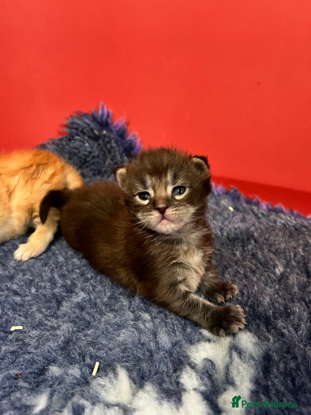 Maine Coon cats for sale: Polydactyl Maine Coon Kittens! - Advert 5