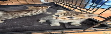 Savannah 3 - available