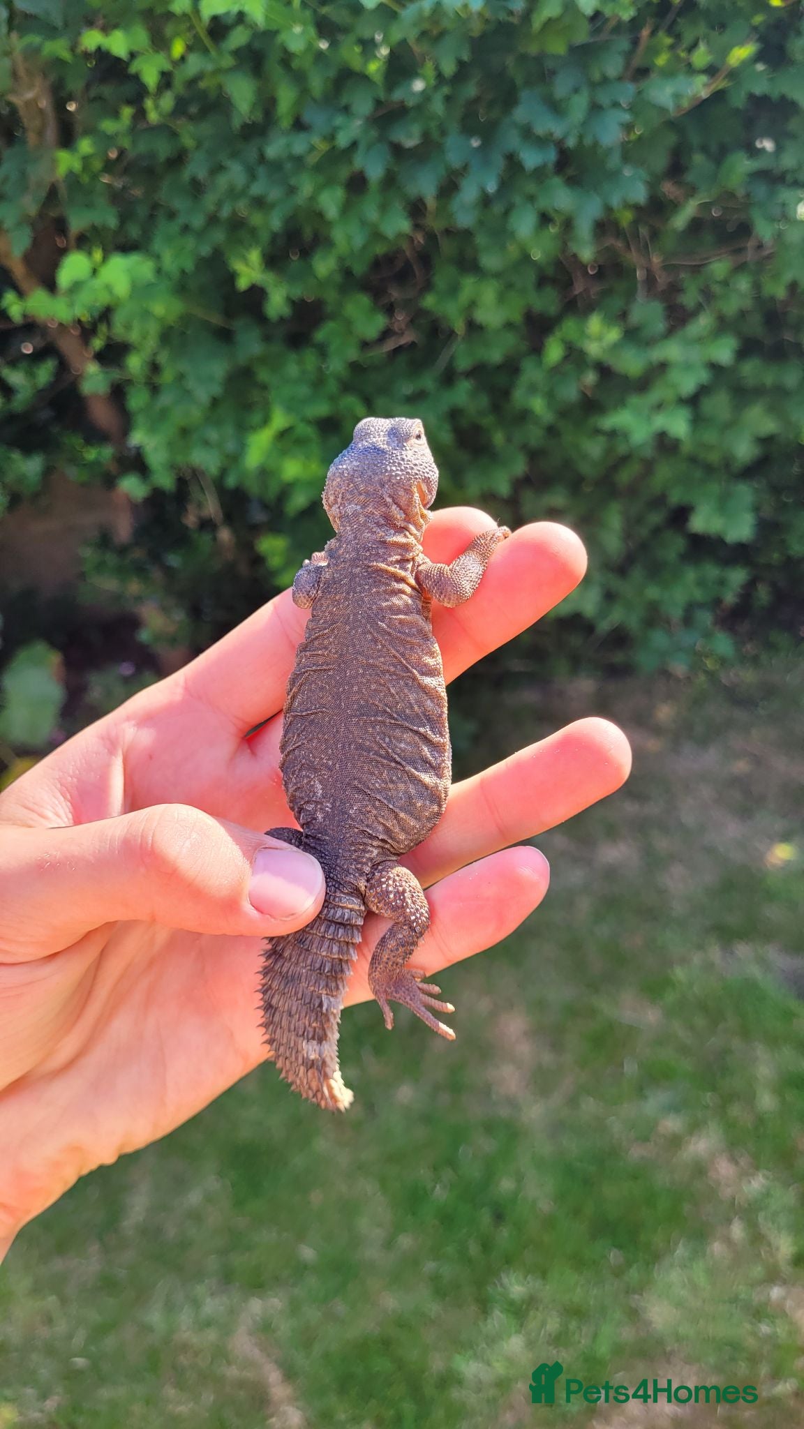 Mixed Breed reptiles Various animals - Advert 1