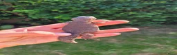 Mixed Breed reptiles for sale: Various animals - Advert 1