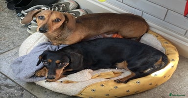 Miniature Dachshund dogs - Advert 5