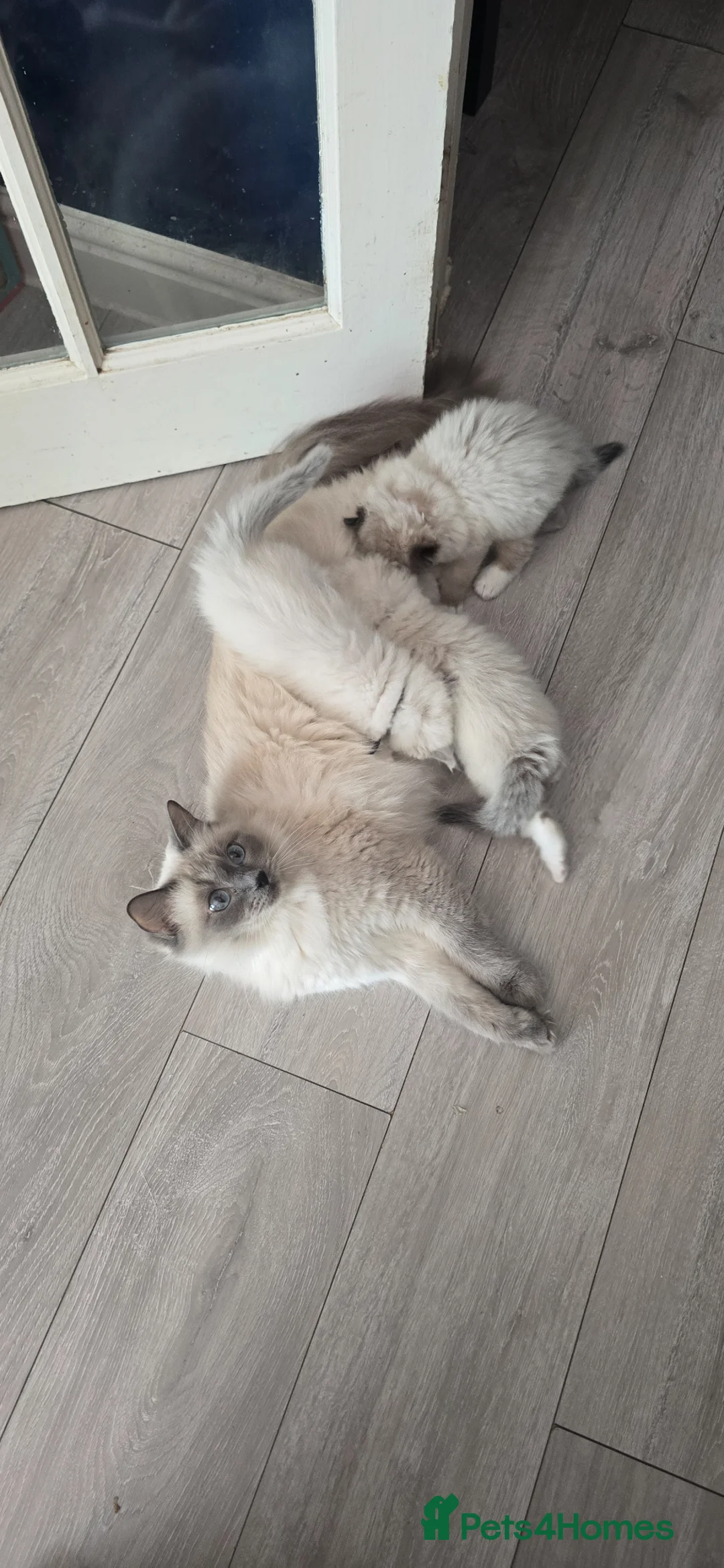 Ragdoll cats for sale: Pure ragdoll kittens  in Enfield - Advert 2