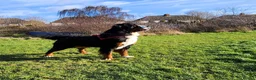 Bernese Mountain Dog dogs for stud: Stud Dog - Bernese Mountain Dog (KC registered) - Advert 5