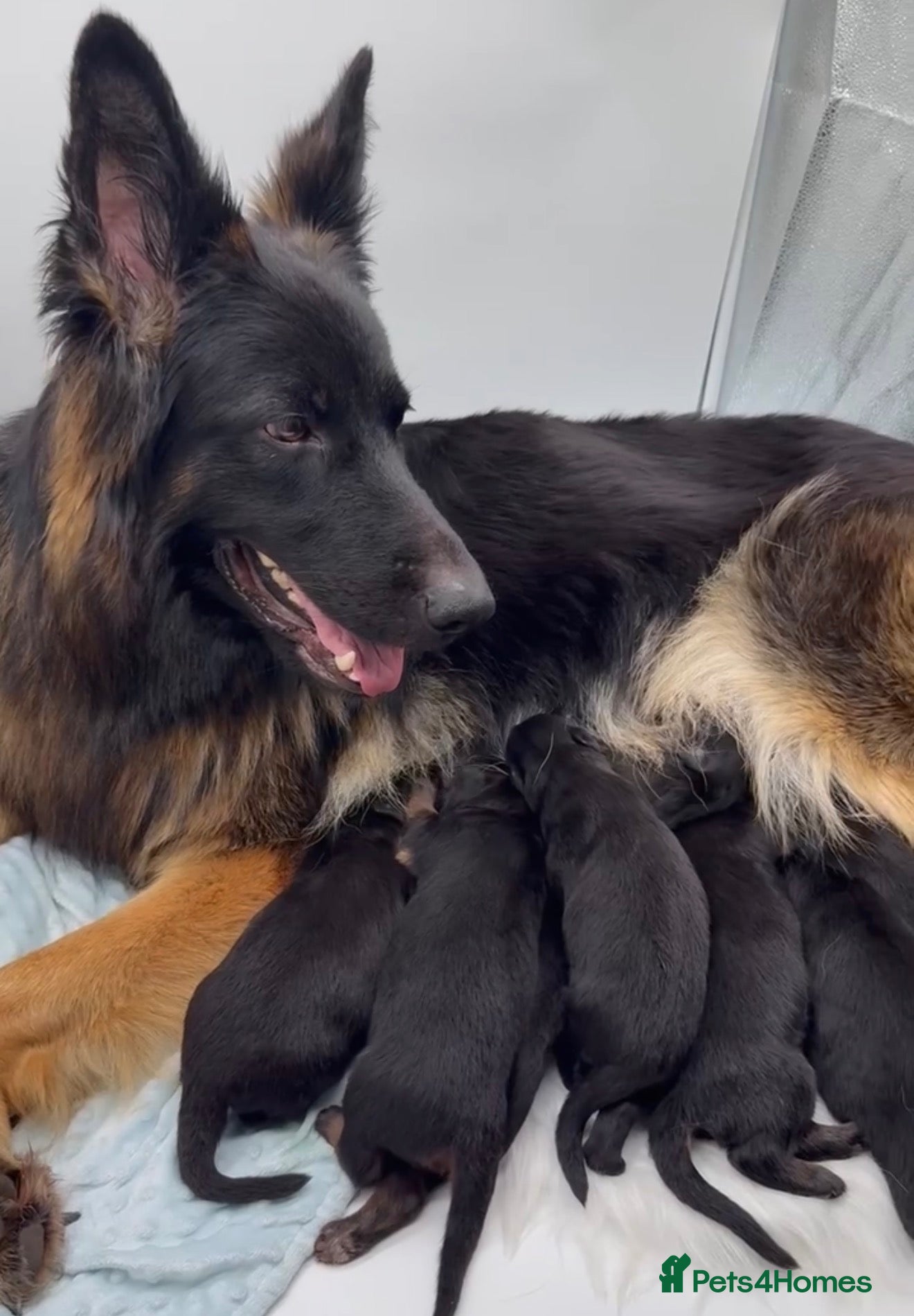 German Shepherd dogs Exceptional Long-Haired German Shepherd Puppies - Advert 2