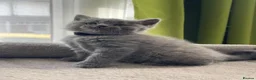 British Shorthair cats for sale: Beautiful British Kittens 🍂 - Advert 13