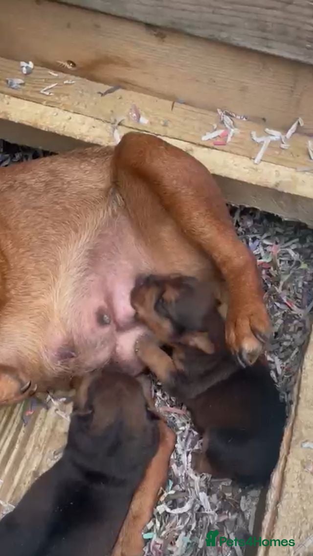 Patterdale Terrier dogs 2 PATTERDALE TERIER GIRL PUPS  - Advert 2