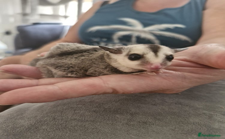 Sugar Glider rodents - Advert 9