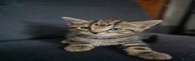 Tabby Kitten 1