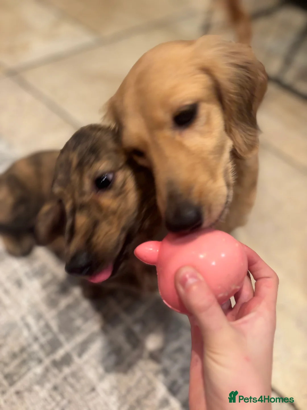 Miniature Dachshund dogs for sale: Cream Brindle L/H Mini Dachshund  - Advert 2