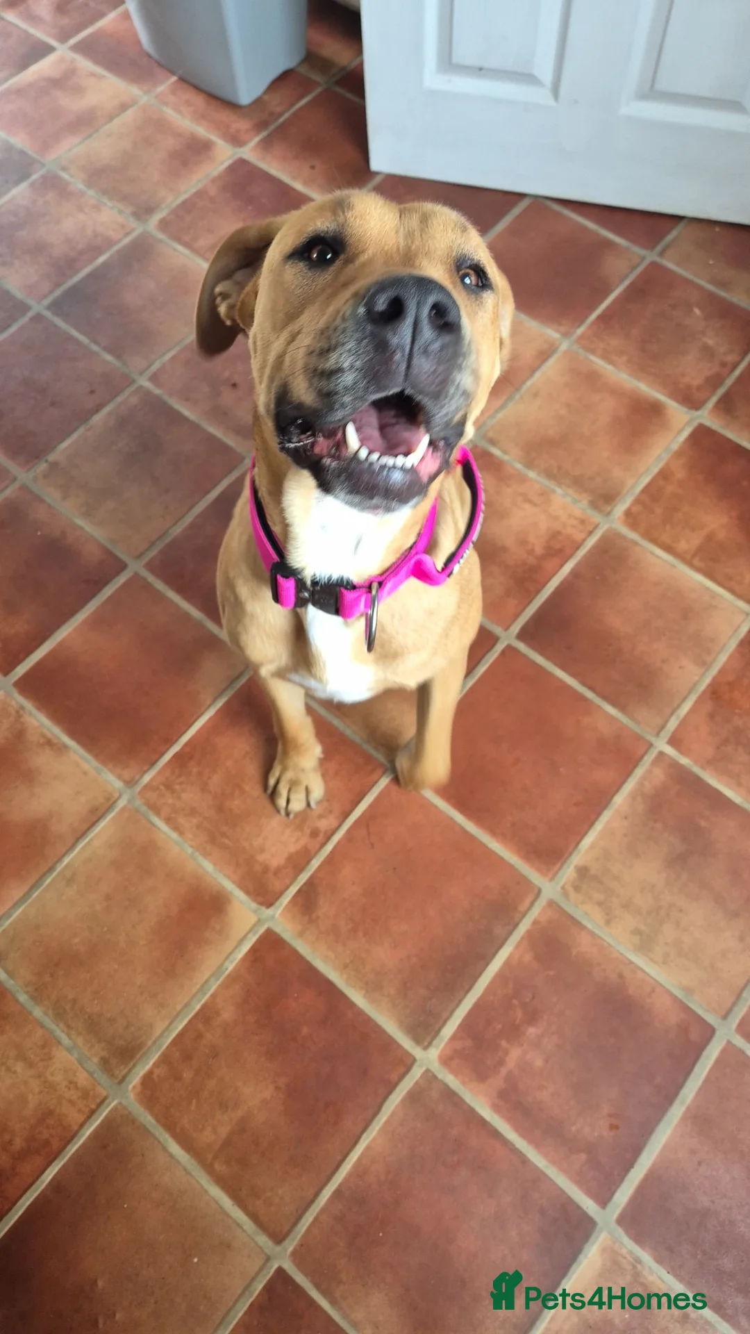 Cane Corso dogs for sale: This is sky  in Sheffield - Advert 3