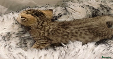 British Shorthair cats Blue, chocolate golden girls  - Advert 13