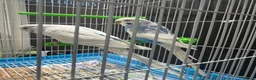 Budgerigars birds for sale: Few pair of budgies with cage  - Advert 9