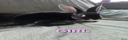 Rex rabbits for sale: £80pr Super Tame UNRELATED Mini Rex  - Advert 5