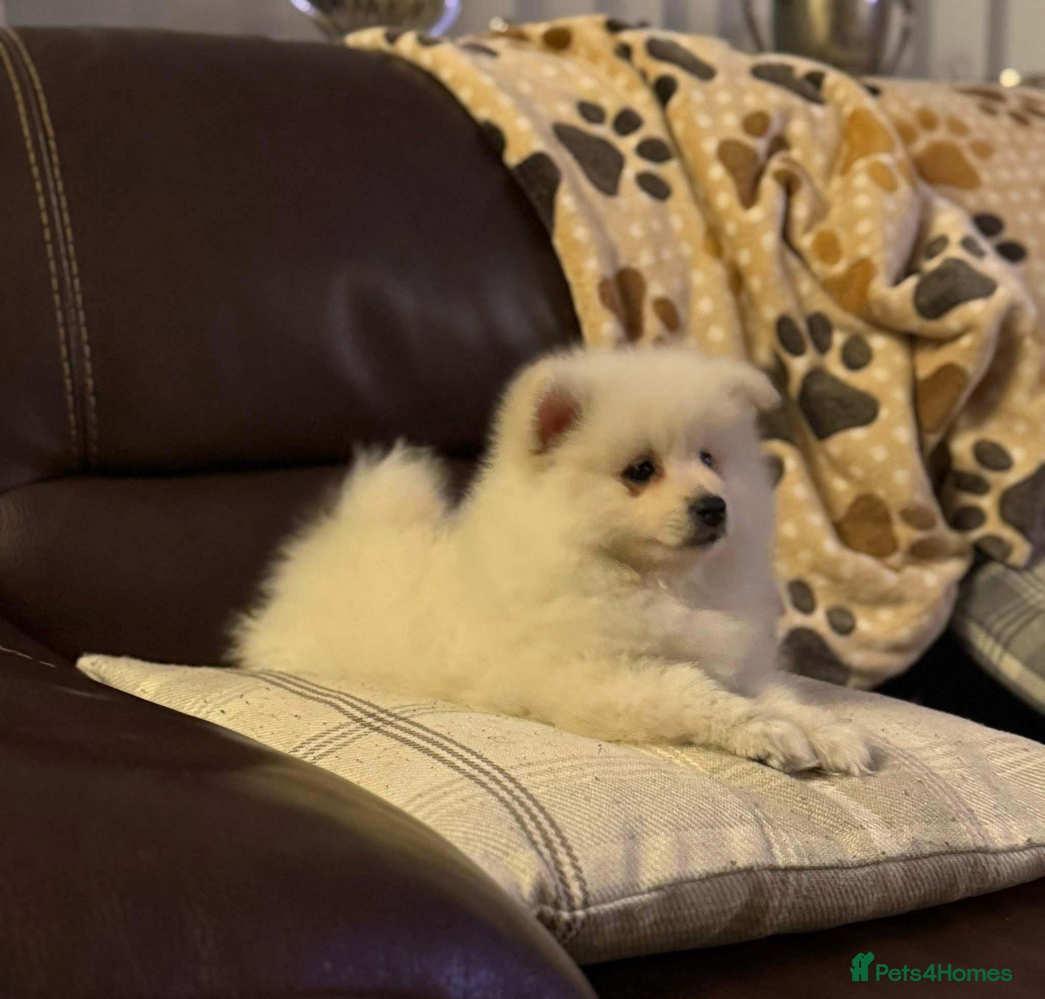 German Spitz dogs *** Beautiful Cream German Spitz *** - Advert 1