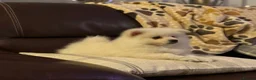 German Spitz dogs for sale: *** Beautiful Cream German Spitz *** - Advert 1