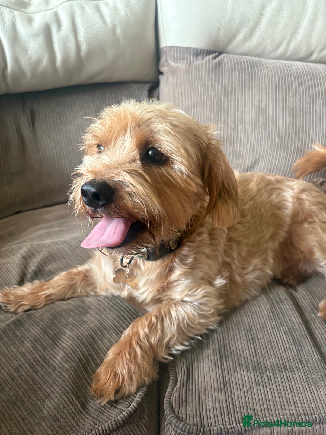 Mixed Breed dogs for sale: 3 beautiful mixed breed Chihuahuas  - Advert 4