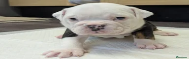Olde English Bulldogge 6