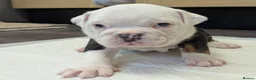 Olde English Bulldogge dogs for sale: 6 Olde English Bulldog puppies in Barry - Advert 2