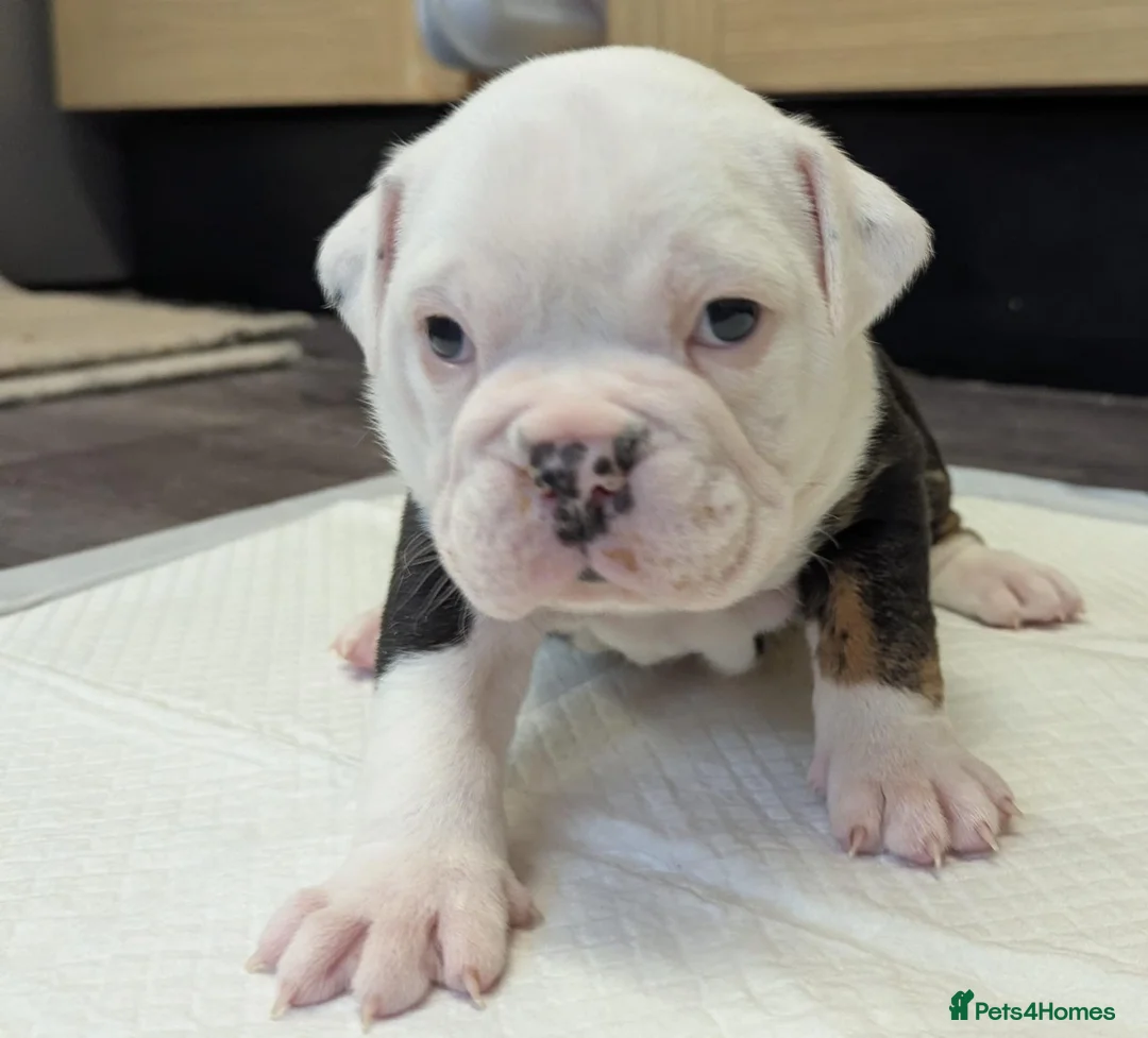 Olde English Bulldogge dogs for sale: 6 Olde English Bulldog puppies in Barry - Advert 2