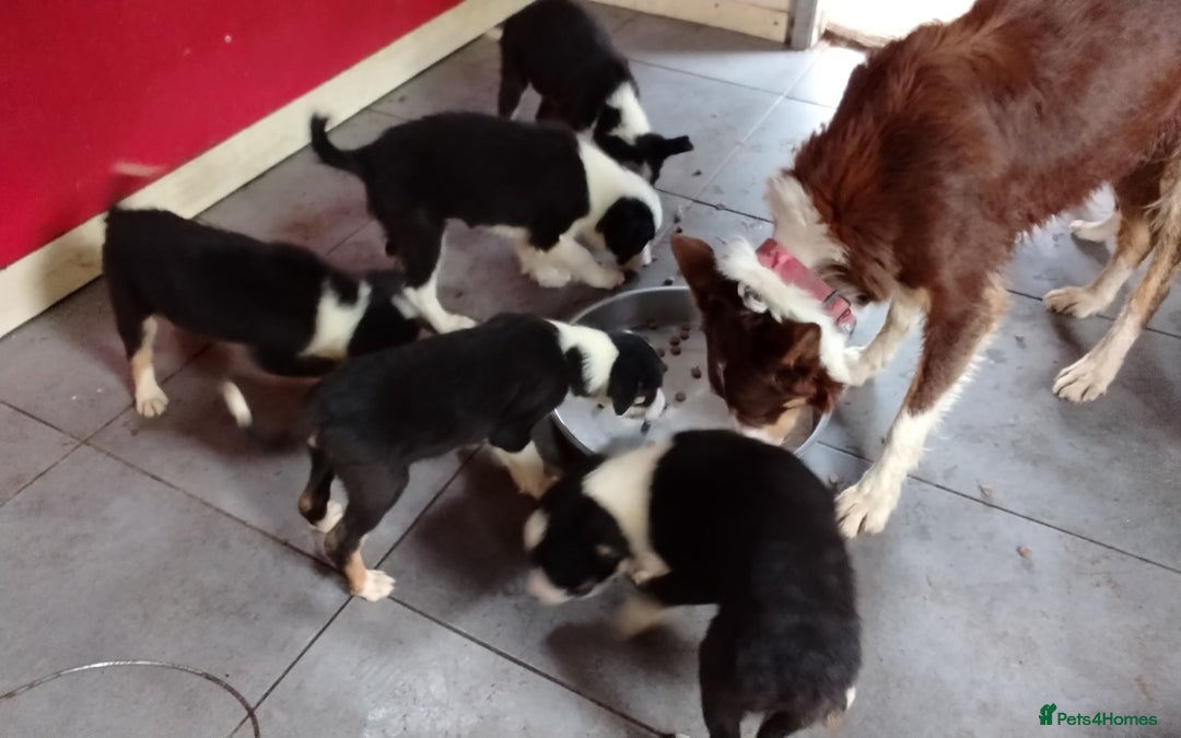 Border Collie dogs for sale: Border Collie Pups  - Image 10