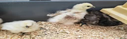 Chickens poultry for sale: USA silkie chicks/ hatching eggs CPQ quails - Advert 13