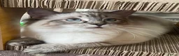 Ragdoll cats for sale: Beautiful pure ragdoll kitten looking for a home  - Advert 6