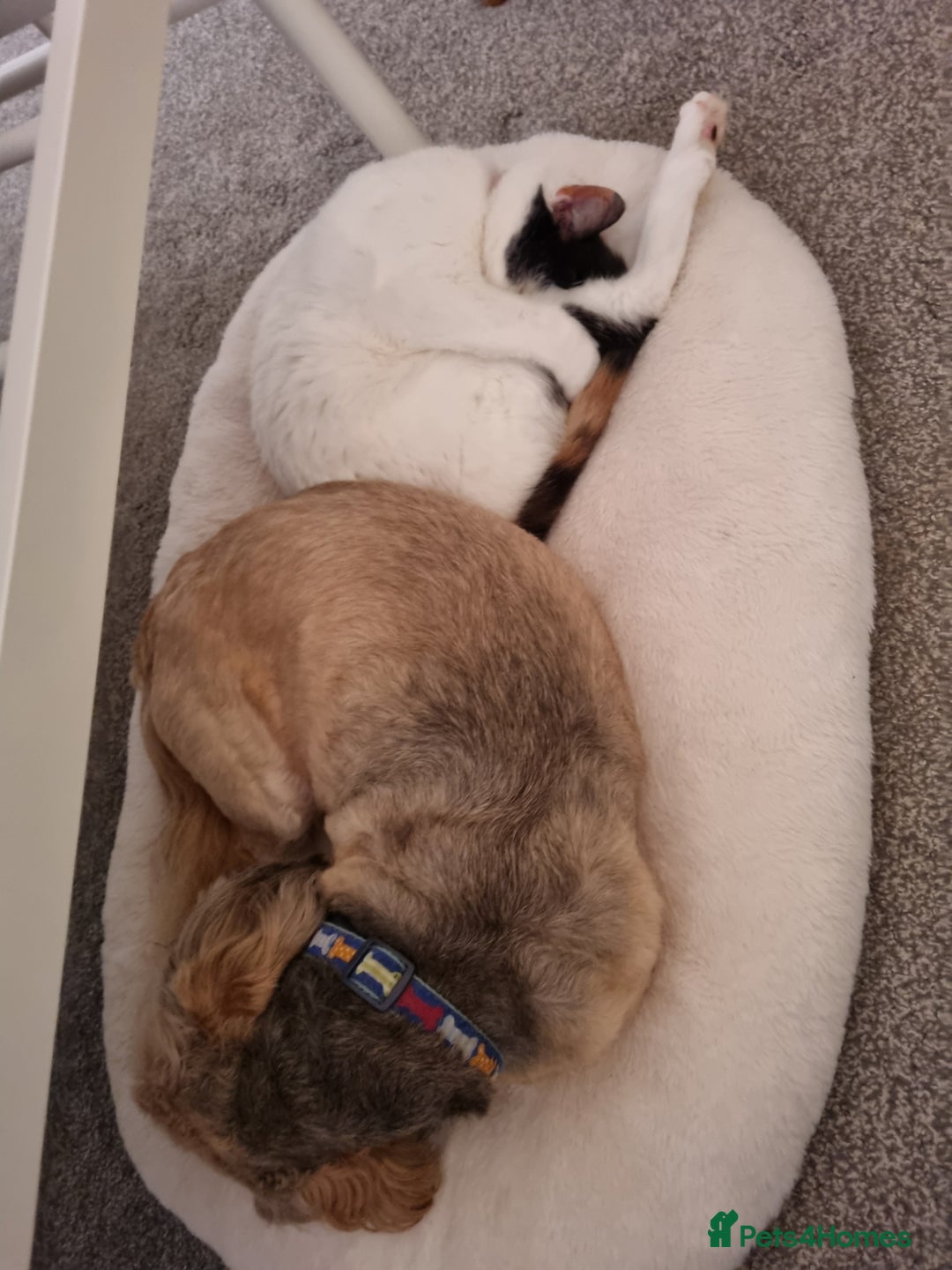 Lhasa Apso dogs for sale: Rehoming Doug - Advert 3