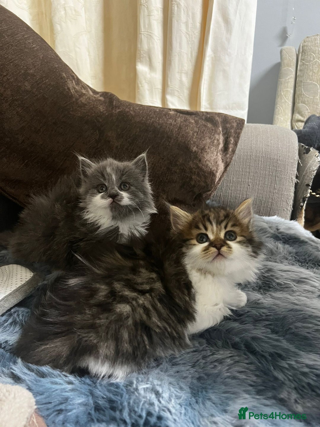 Mixed Breed cats for sale: Cute British Mix Kittens Looking for New Homes - Image 4